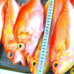 焼津沖　レンコダイ、アカイサキなど